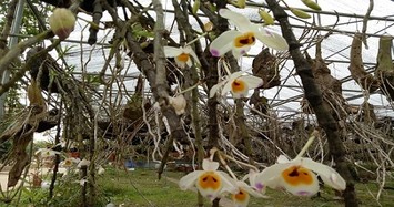 Vườn hoa lan vạn người mê tiền tỷ ở cao nguyên Mộc Châu