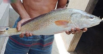 Ngư dân bắt được cá "lạ" nặng 3,5kg, nghi là sủ vàng quý hiếm