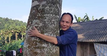 Chiêm ngưỡng 2 "cụ" cây quế vàng khủng ở thủ phủ quế Văn Yên