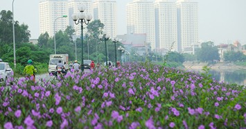 Bất ngờ con đường hoa tím đẹp lãng mạn ven sông Tô Lịch