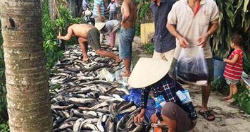 Hàng tấn cá chết bất thường, dân bất chấp nguy hiểm mua ủng hộ