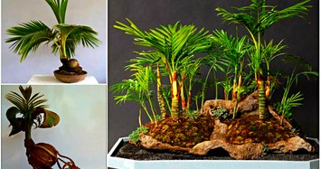 Chiêm ngưỡng những chậu dừa bonsai "không thể dị hơn"