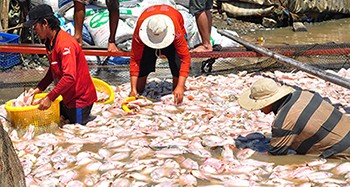 Công bố nguyên nhân ban đầu 1.500 tấn cá chết nổi trắng sông La Ngà