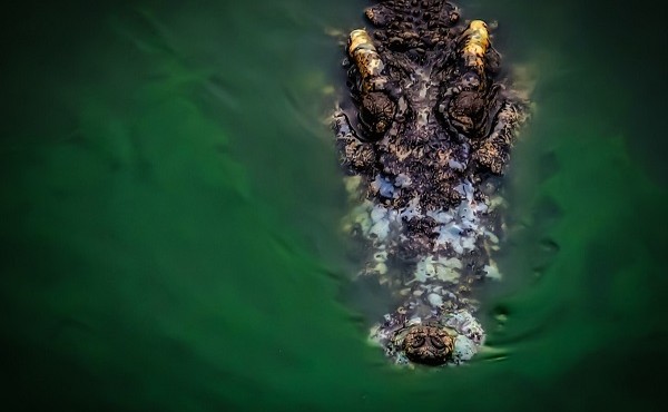 Phát hiện thi thể người trong bụng cá sấu khổng lồ