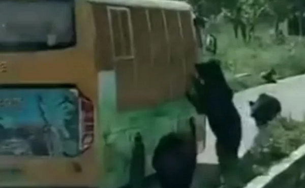 Gấu vồ chết nhân viên sở thú trước mặt du khách