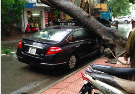 Hình ảnh Hà Nội mưa lớn, nhiều ô tô bị cây đổ đè bẹp