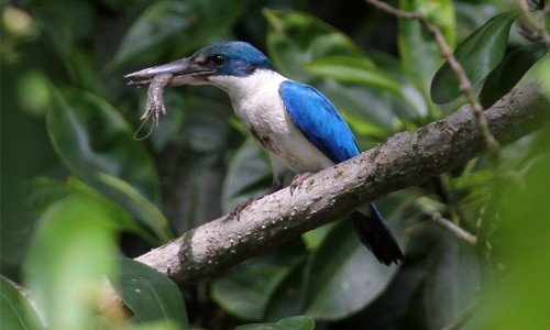 Khám phá loài chim mắt tinh lạ, thường thấy ở ven biển Việt Nam