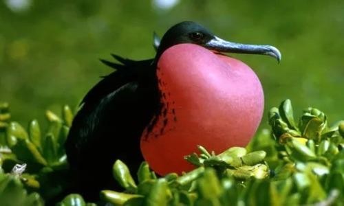 Đây là 12 loài chim kỳ quái nhất hành tinh 