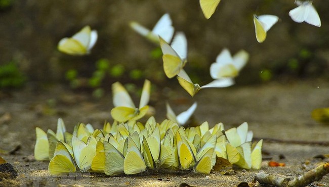 Hình ảnh đàn bướm tuyệt đẹp ở rừng Cúc Phương