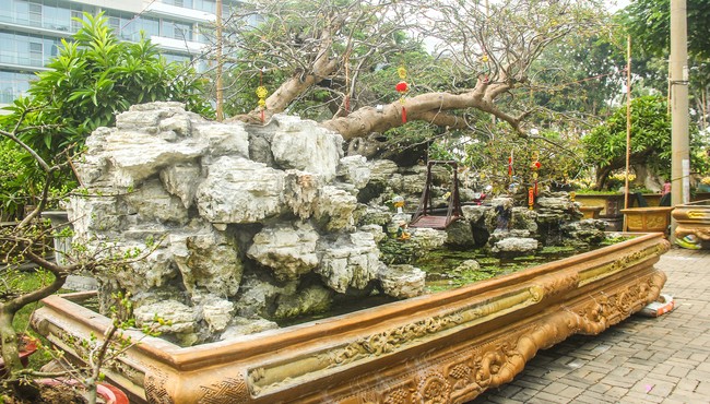 Sốc với cây mai 'dáng bay' gần 1 tỷ đồng ở chợ hoa Sài Gòn