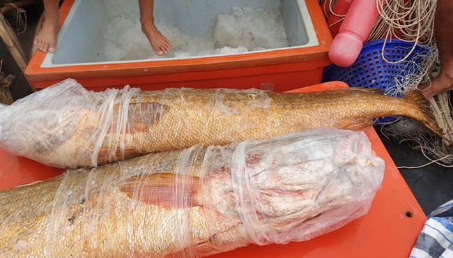 Ngư dân Cà Mau bắt được cặp cá sủ vàng quý hiếm nặng 70 kg 