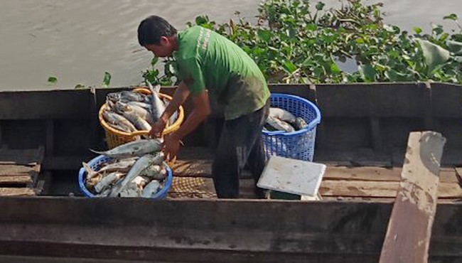 Gần 3.000 tấn cá tra ở An Giang bị đe dọa vì thiếu nước