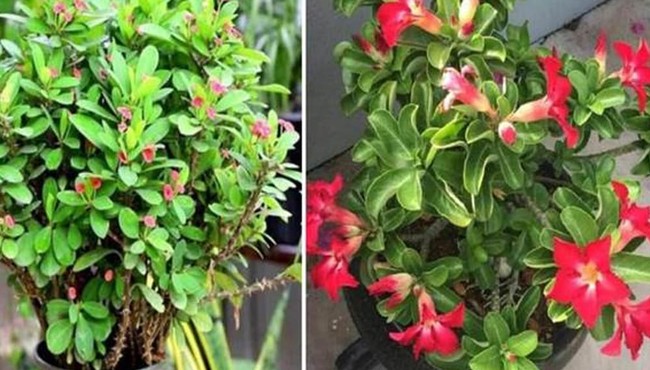 Lưu ý 4 loại hoa chứa "độc tính" không nên để trong nhà