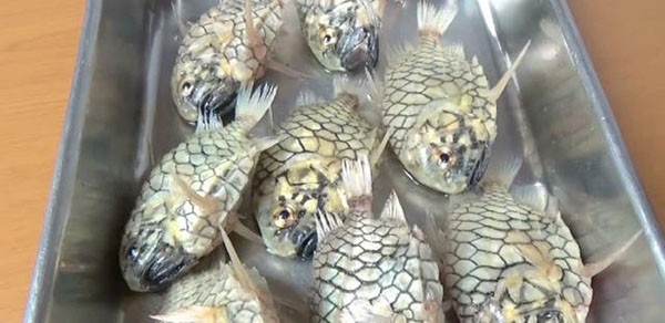 Cách ăn loài cá cứng nhất thế giới mà dao kéo không cắt nổi