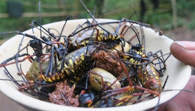 Khám phá món nhện rừng khổng lồ đặc sản hiếm có ở Bình Thuận
