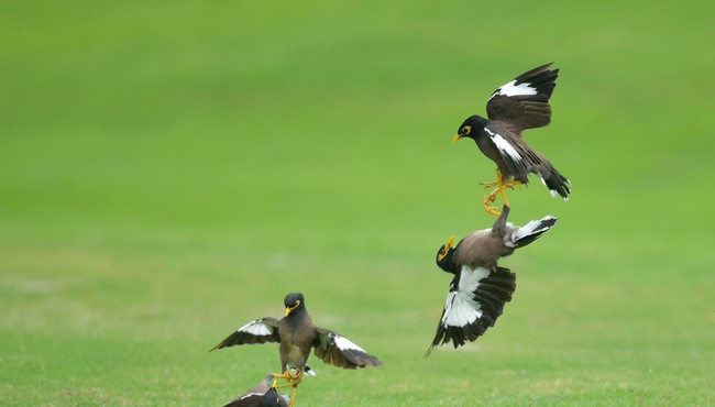 Chim sáo độc chiếm đấu nhau trên sân golf 