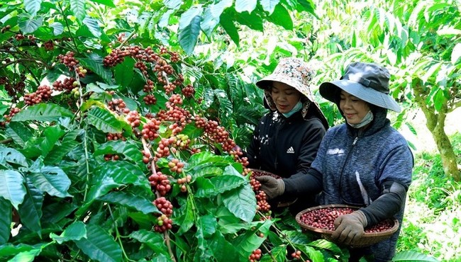 Cổ phiếu FGL của Công ty CP Cà phê Gia Lai bị duy trì diện cảnh báo 