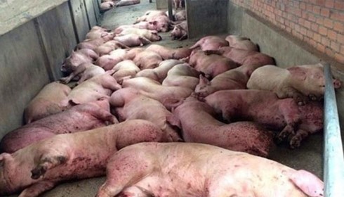 Lý do chủ tịch Thanh Hóa chỉ đạo không được cấm bán thịt lợn