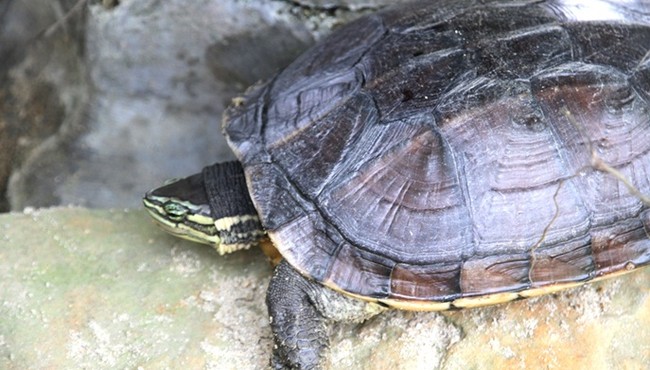Cận cảnh loài rùa cực hiếm của Việt Nam