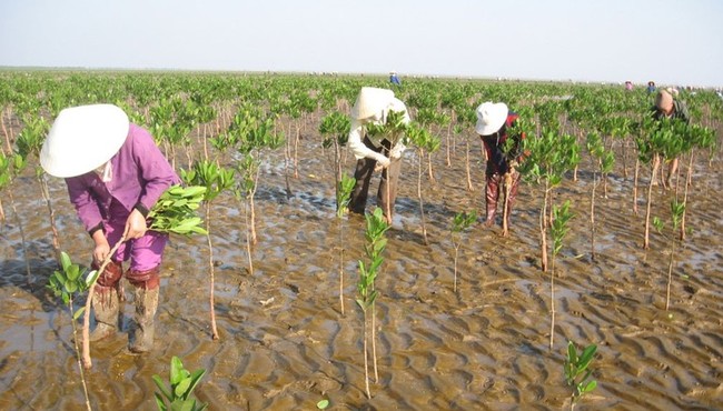 Trà Vinh: DN thủy lợi có trúng gói thầu trồng và chăm sóc rừng hơn 10 tỷ?
