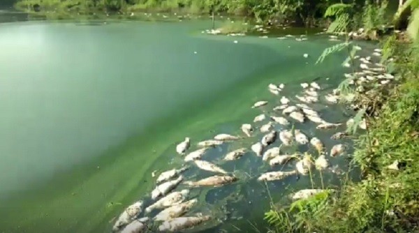 Công ty gia cầm Hòa Phát Phú Thọ xả thải gây ô nhiễm môi trường khiến cá chết hàng loạt