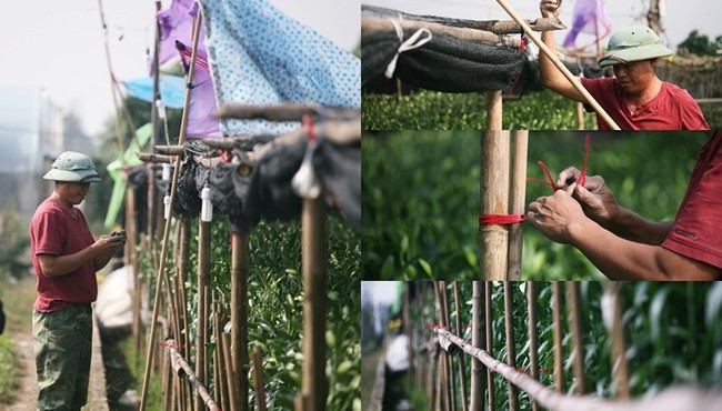 Hoa ly được mùa, người dân lắp điện, buộc rào canh trộm dịp Tết Nguyên đán 2020