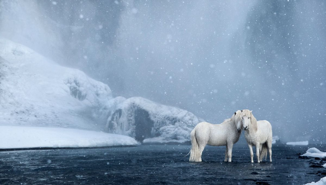 Giống ngựa sống 1.000 năm trên băng đảo