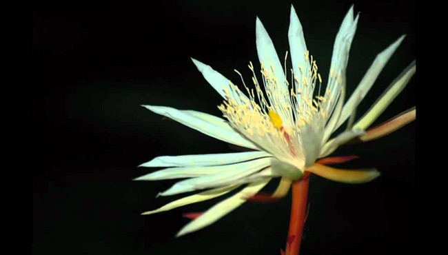 8 loài hoa đắt nhất thế giới có giá hàng trăm tỷ đồng