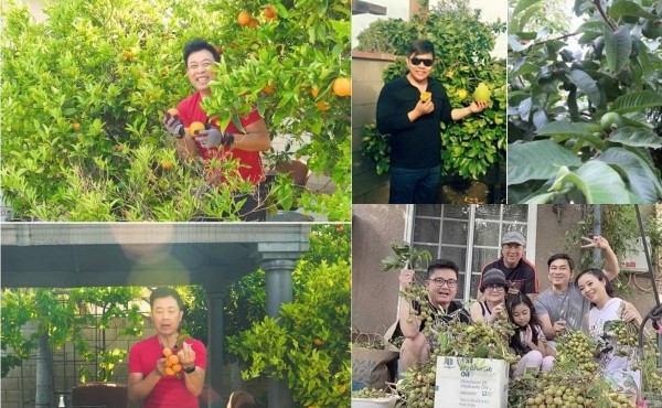 Những sao Việt sở hữu vườn cây trái trĩu quả trên đất Mỹ