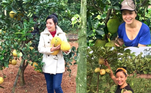 Vườn cây hàng nghìn mét vuông đầy trái của nghệ sĩ Chiều Xuân