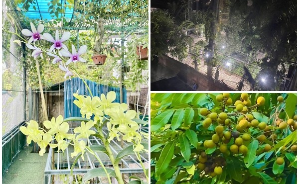 Nhà vườn 10.000m2 đầy cây trái của cố nghệ sĩ Giang Còi 