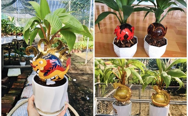 Độc đáo Rồng vàng ôm dừa bonsai đón Tết Giáp Thìn 2024