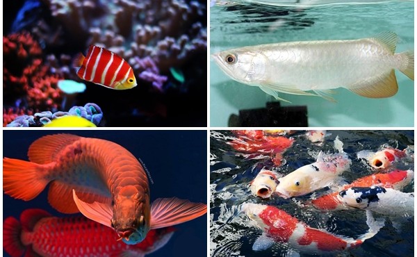 5 loại cá cảnh quý hiếm có giá tới hàng chục tỷ đồng