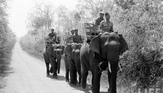 Ấn tượng đàn voi hoành tráng ở Buôn Mê Thuột năm 1957