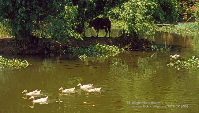 Khung cảnh tươi đẹp của Ninh Bình năm 1998 qua ống kính Tây 