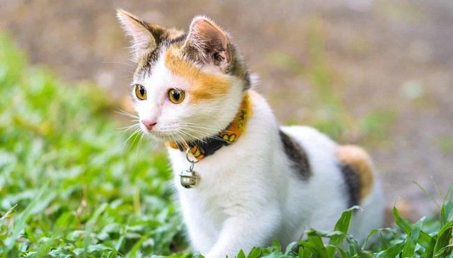 Giải mã bí ẩn: Vì sao mèo tam thể luôn là mèo cái? 