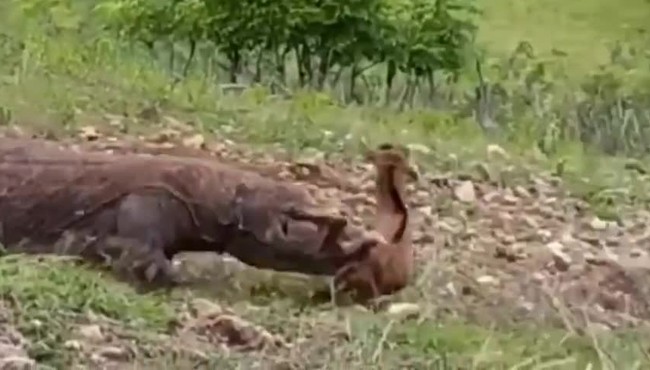 Màn tấn công đáng sợ của rồng Komodo đối với một con dê non