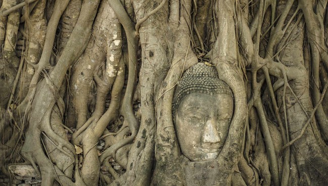 Biết gì về tượng Phật ẩn mình trong rễ cây 700 năm tuổi?