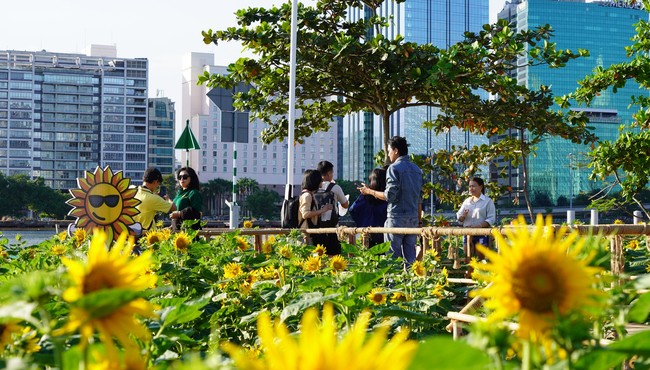 Vườn hoa hướng dương ven sông Sài Gòn cực hút khách