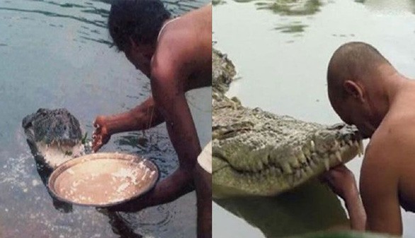 Video kỳ lạ cá sấu ăn chay suốt 70 năm