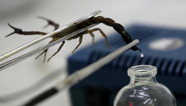 Video: Tận mục quá trình vắt nọc độc cực đắt đỏ của bọ cạp