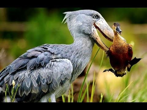 Video: Loài chim săn mồi đáng sợ nhất thế giới có tấn công con người?