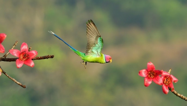 Video: Những góc nhìn thú vị từ giải “Nhiếp ảnh gia loài chim”