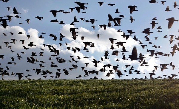 Hành động kỳ lạ của đàn chim trước khi động đất xảy ra ở Thổ Nhĩ Kỳ 