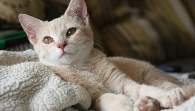 Vụ lừa đảo tiền điện tử tinh vi và mất gần 773.000 USD vì một con mèo