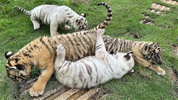 Hổ Bengal quý hiếm sinh đàn 7 hổ con tại Đồng Nai