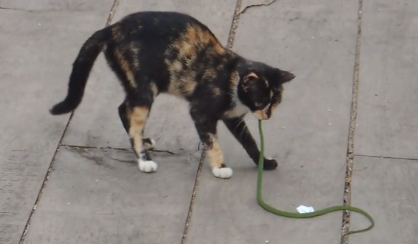 Mèo ngoạm đầu kéo lê rắn độc trên sàn