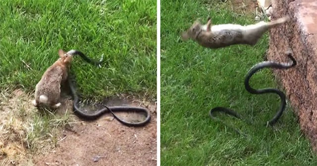 Thỏ mẹ điên cuồng tấn công rắn độc bảo vệ đàn con