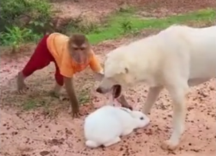 Xem khỉ cố bảo vệ thỏ con khỏi nanh vuốt của chó