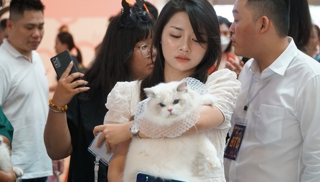Ngắm mèo quý tộc đua nhau khoe sắc tại cuộc thi mèo lớn nhất Việt Nam